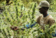 Marijuana Coronavirus